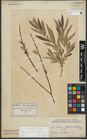 Foto von Salix purpurea L. x Salix viminalis L.